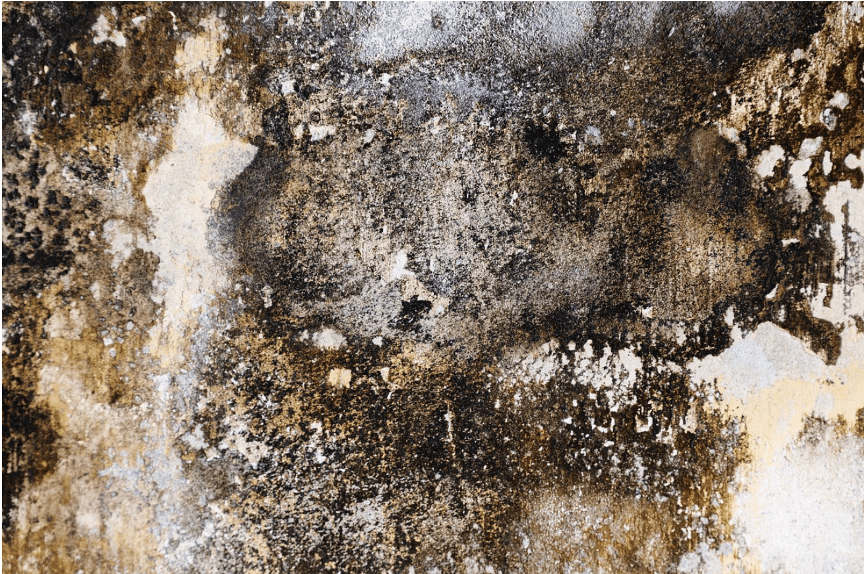 Black Mold on Wall