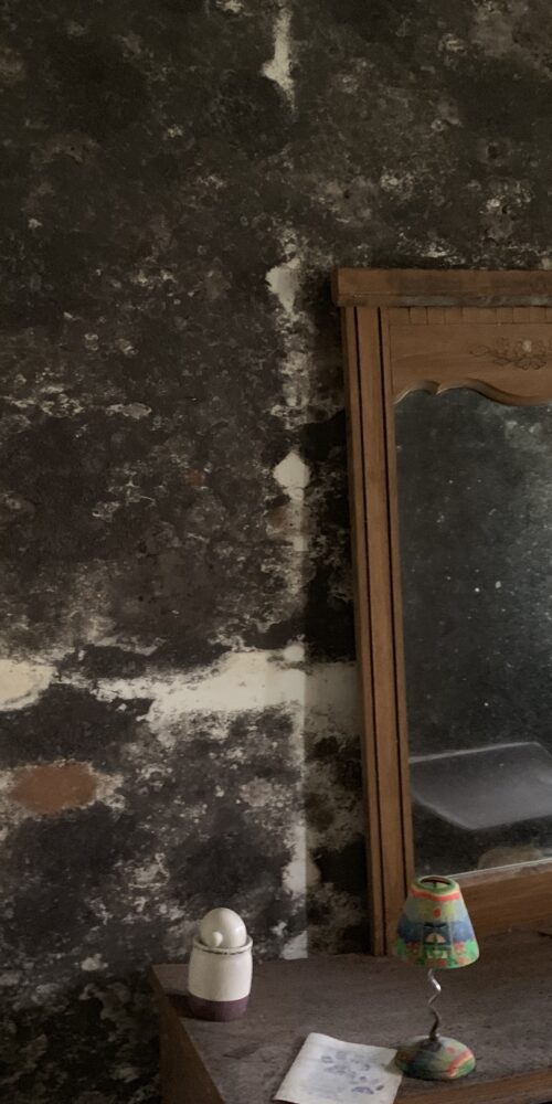 Best mold remediation services FL