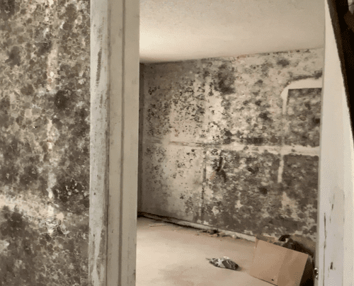 Best mold remediation contractors