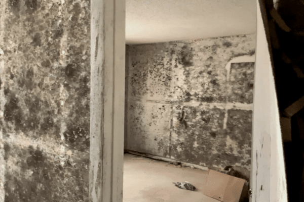 Best mold remediation contractors