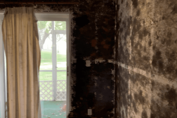 Mold remediation contractors services Florida