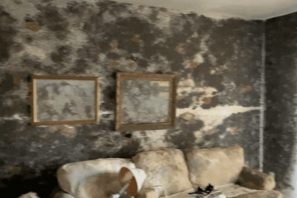 Mold remediation contractors