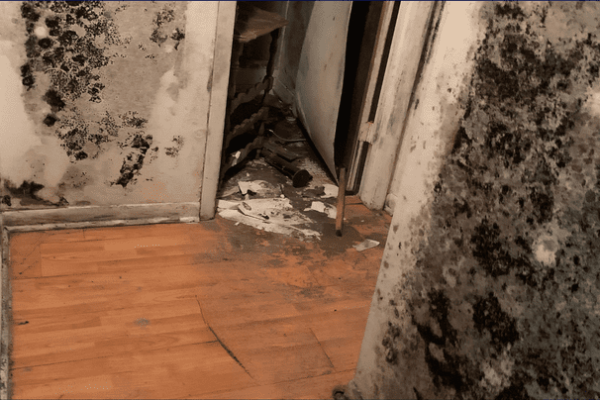 Mold Remediation and Water Restoration