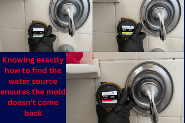 Best commercial mold remediation services FL