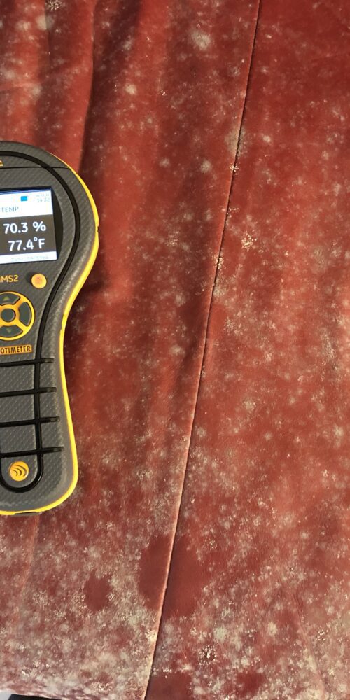 Mold remediation contractors