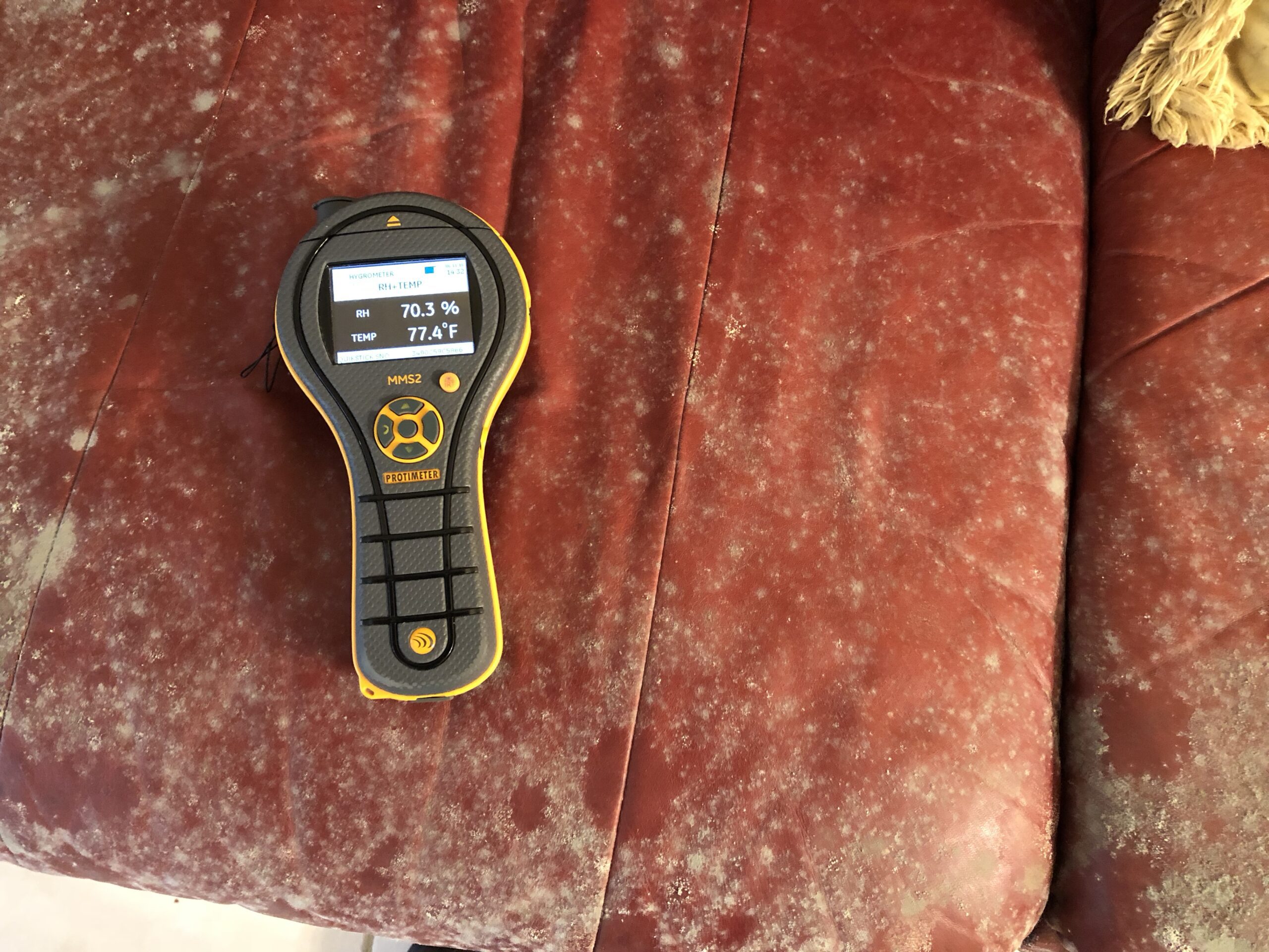 Mold remediation contractors