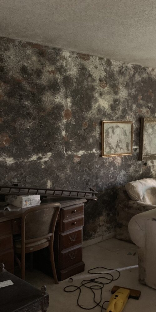 mold remediation services FL