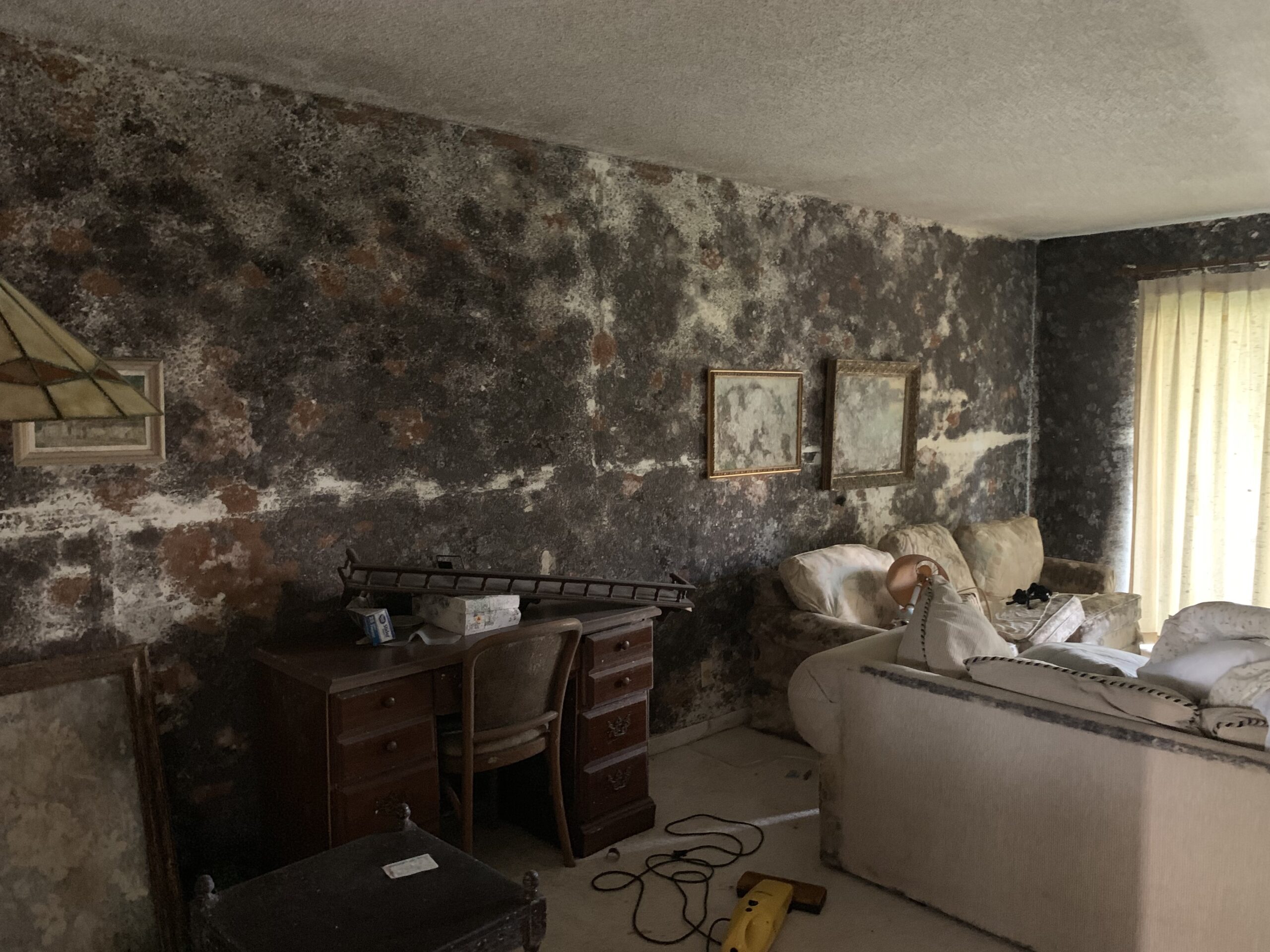 mold remediation services FL