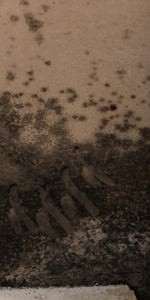 Commercial property mold remediation FL