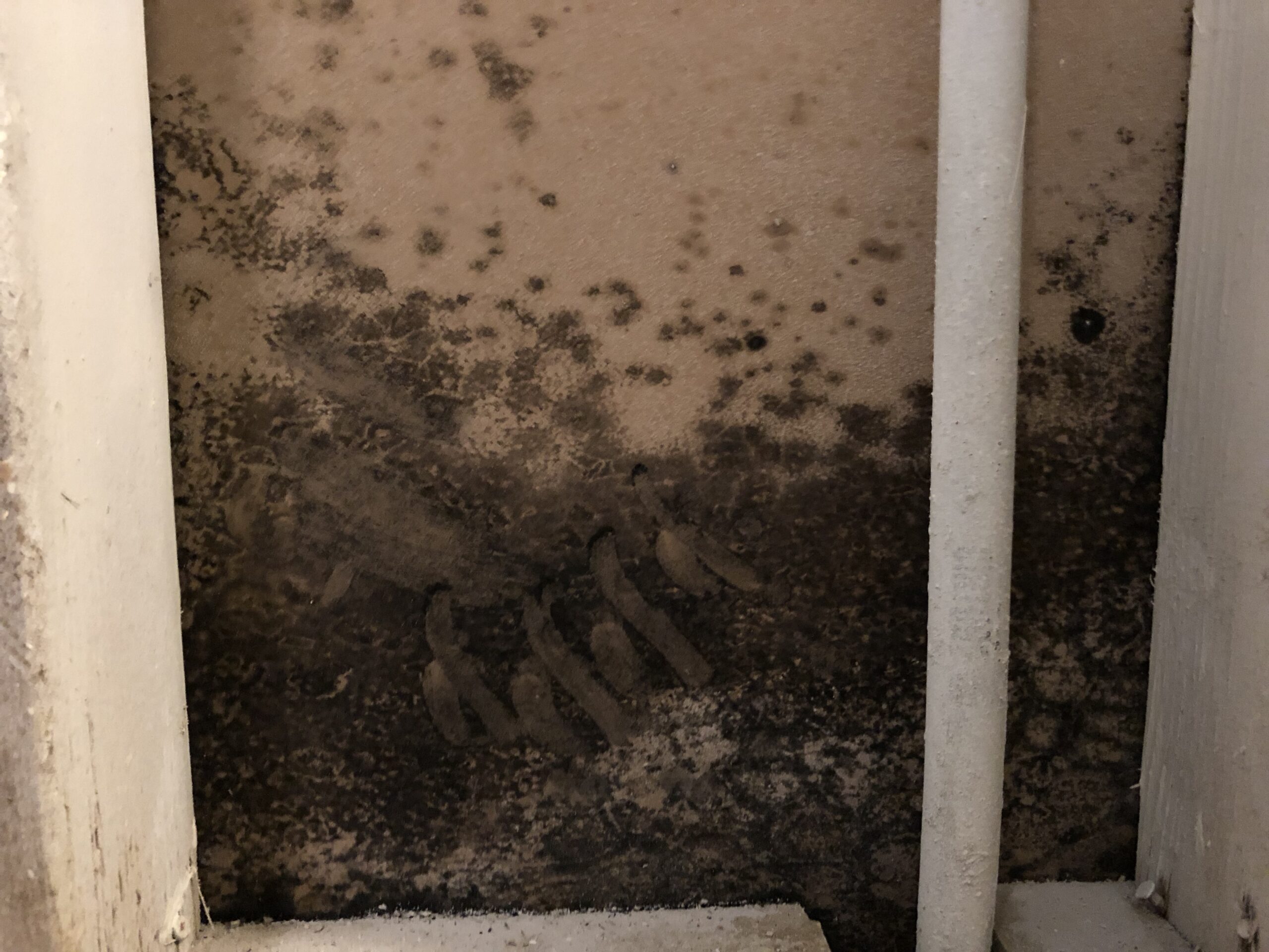 Commercial property mold remediation FL