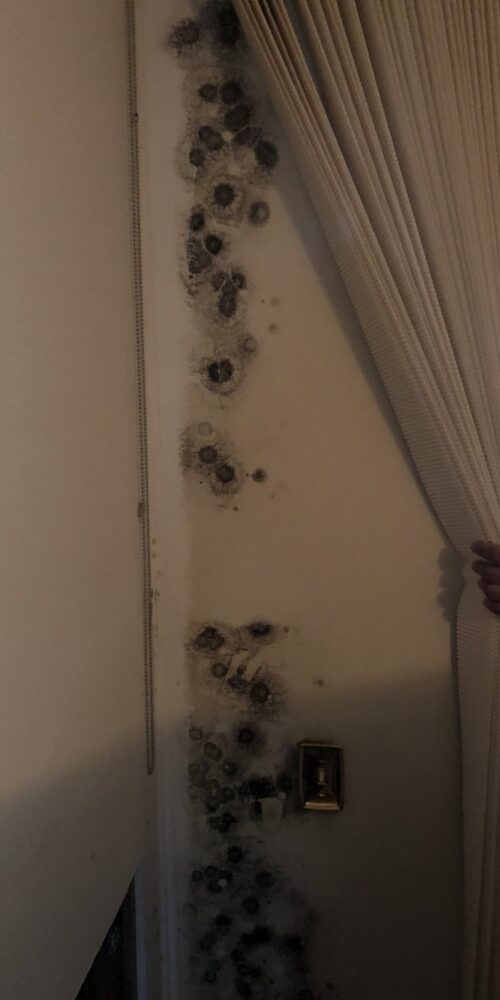 Commercial mold remediation services FL