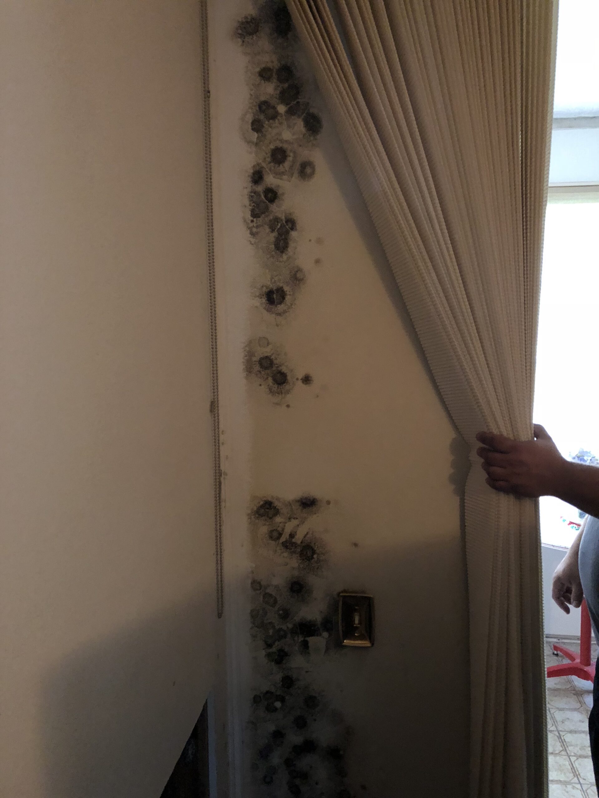 Commercial mold remediation services FL