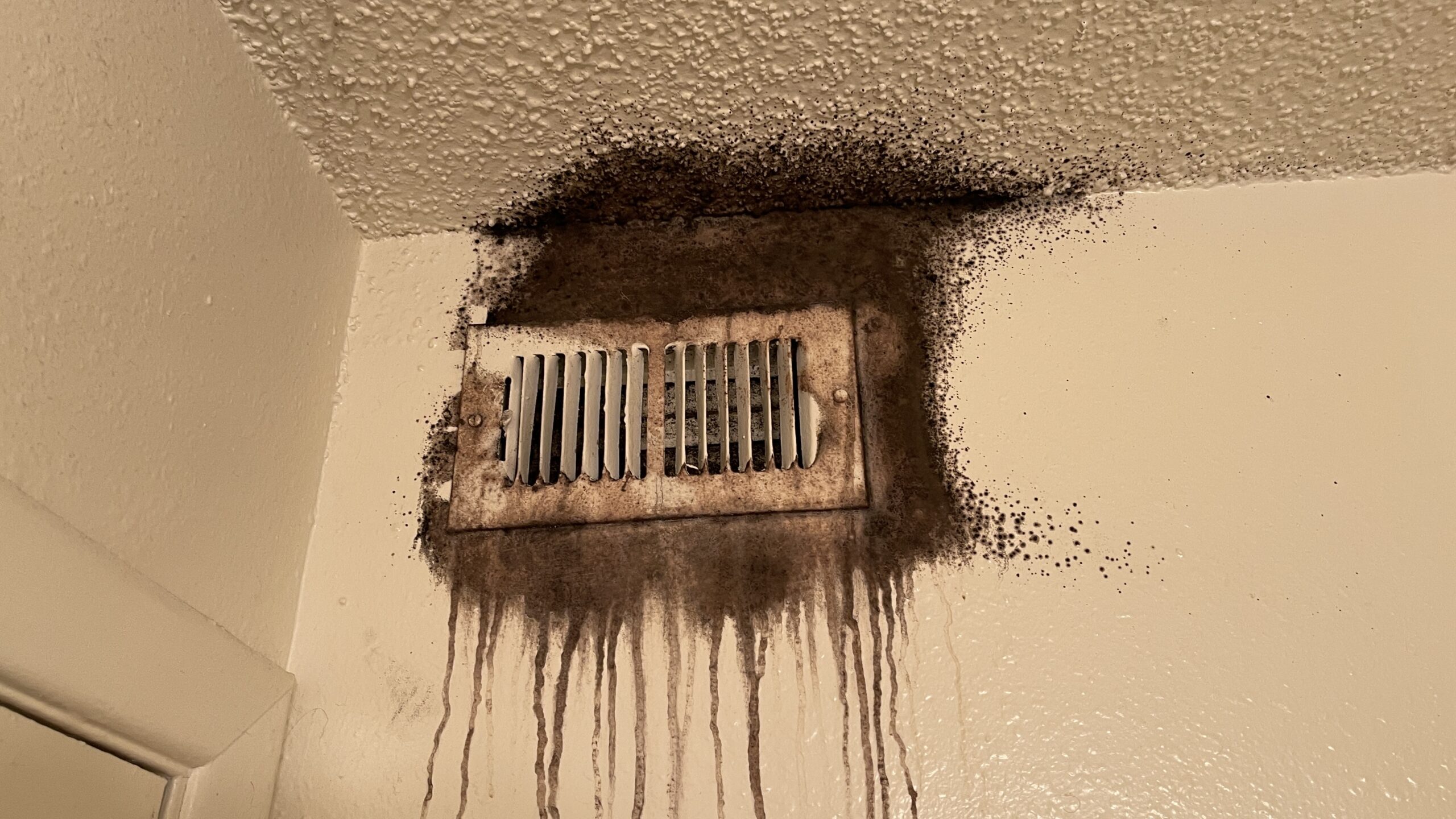 Moldy Vent in St. Petersburg Fl.