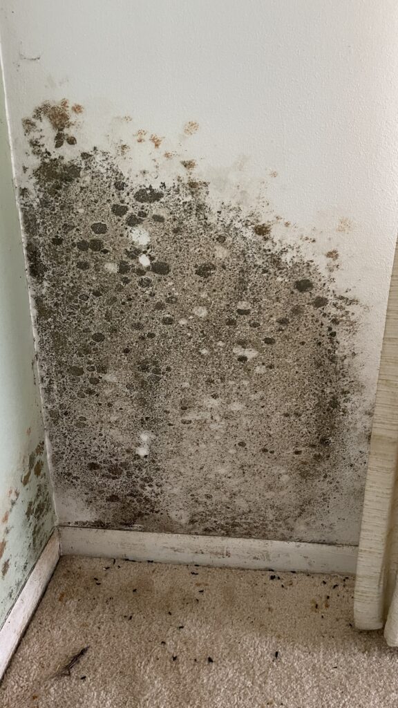 Mold In home Fl