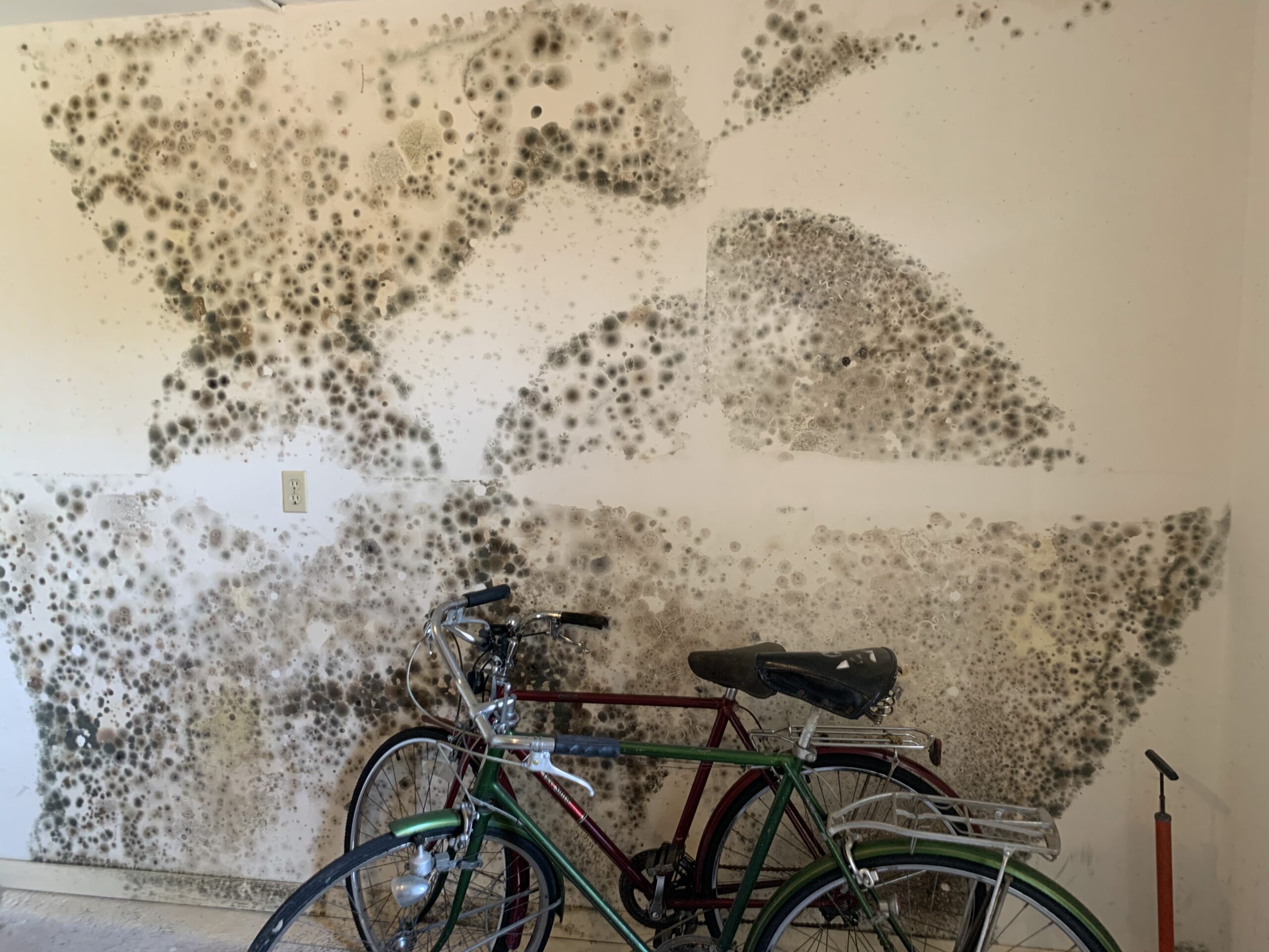 Mold on a Wall in Florida