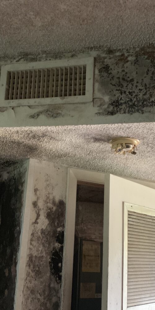 Mold In Property for sale