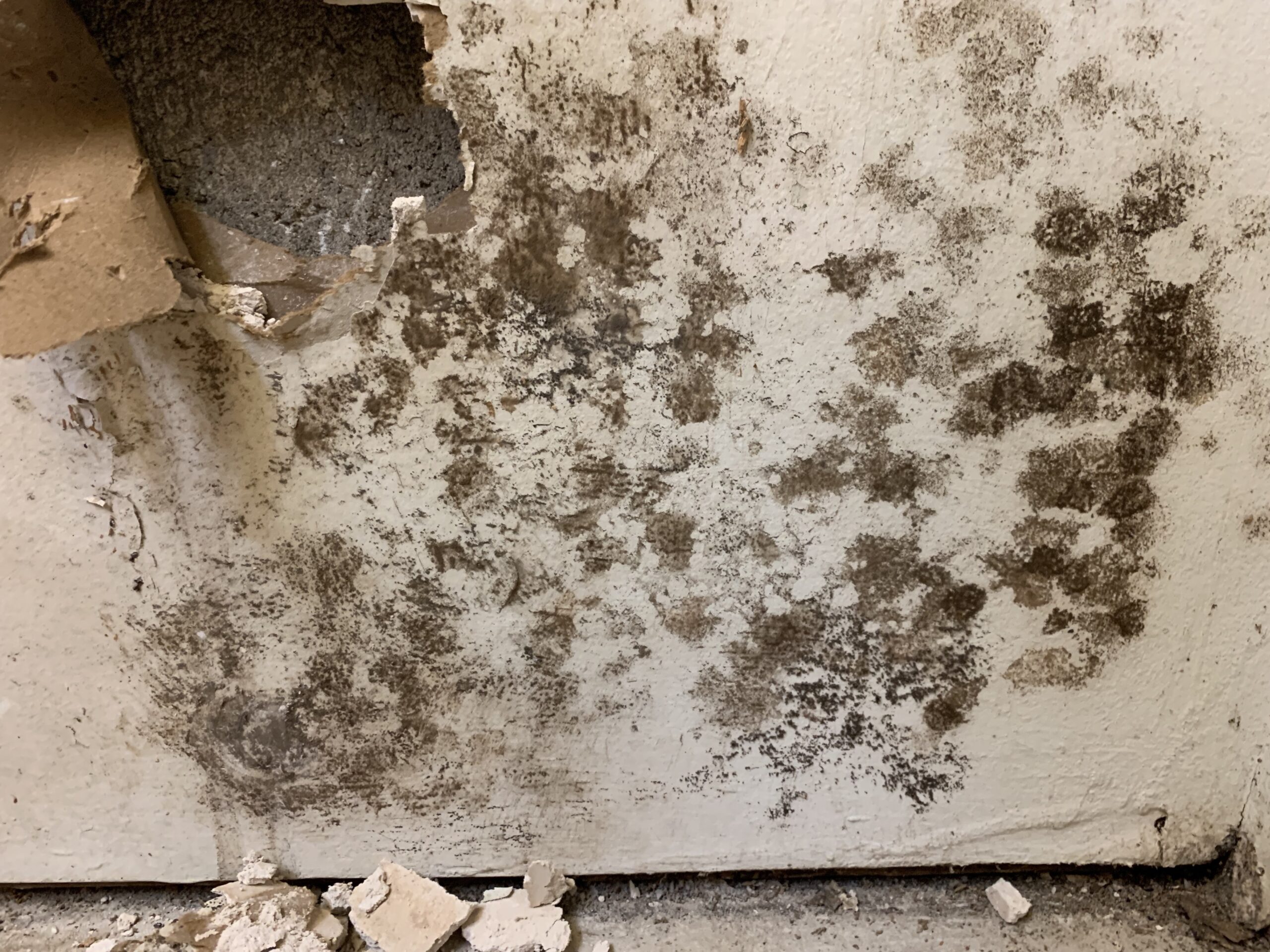 Mold and water Largo FL