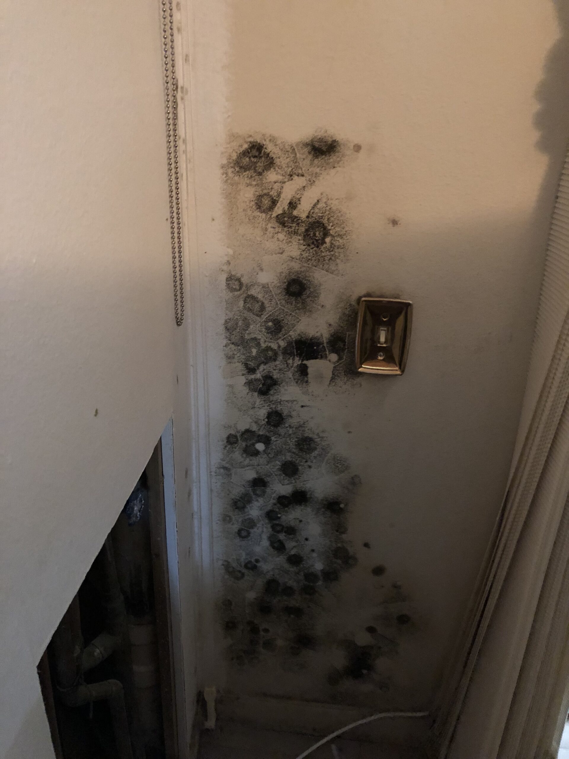 Mold Releasing Mycotoxins