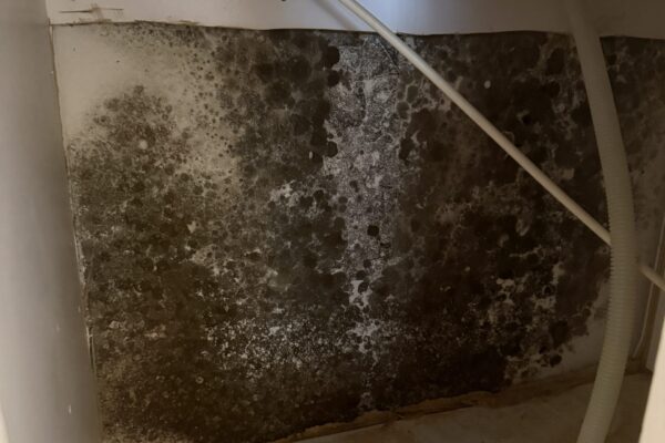 Mold in kitchen cabinet