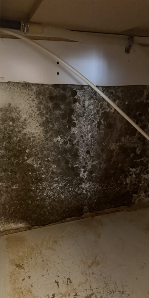 Moldy Cabinet in Largo FL