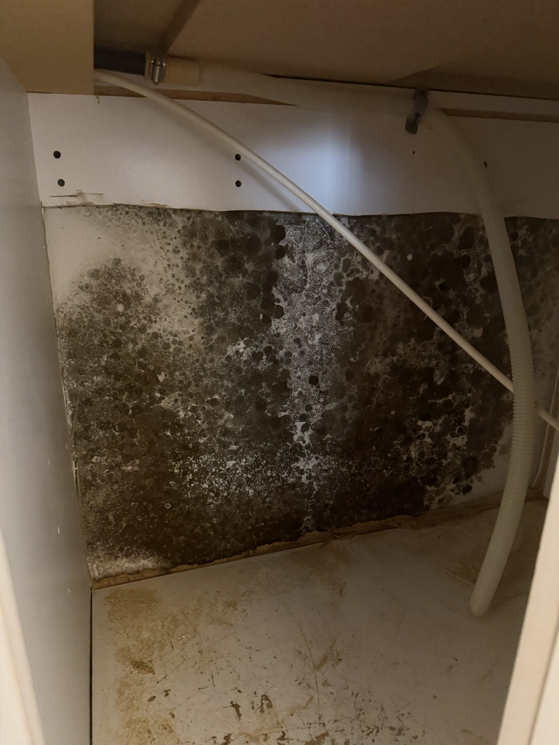 Moldy Cabinet in Largo FL