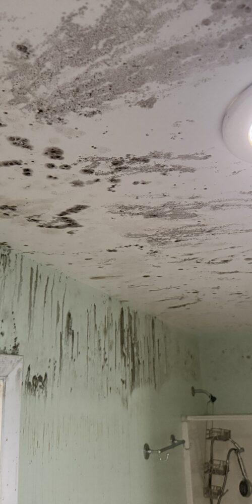 Mold In Bathroom Ceiling Tampa FL