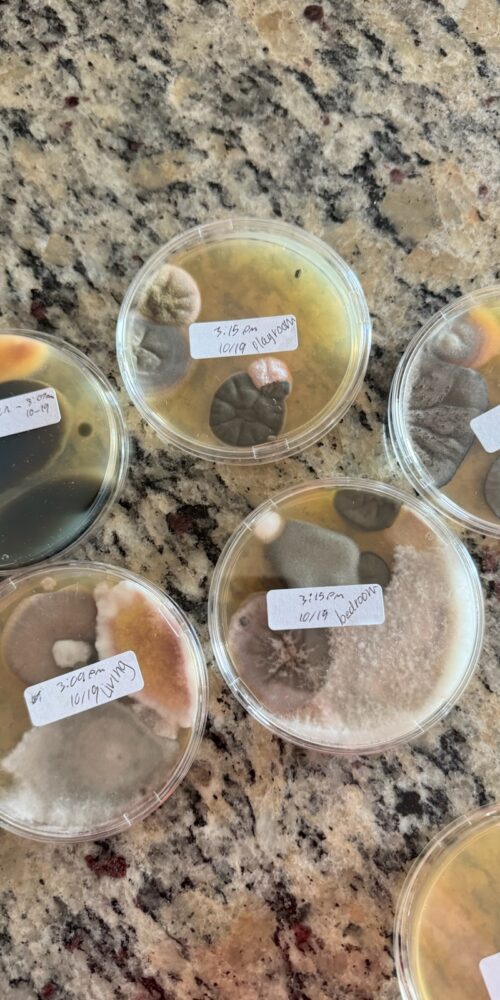 DIY Mold Testing Kits