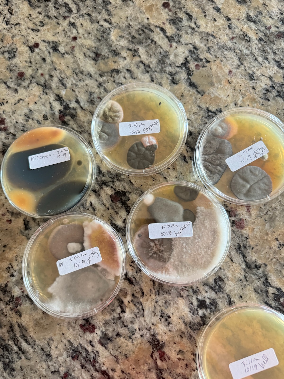 DIY Mold Testing Kits